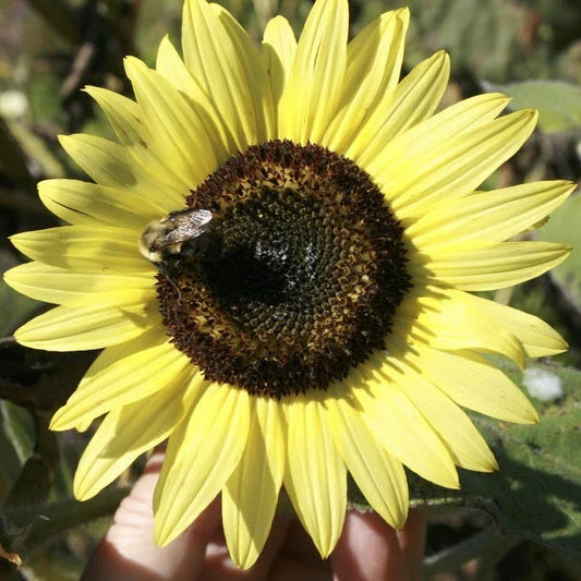 LEMON QUEEN SEEDS - 100+ Large, Colorful, Rare Flower Seeds - Helianthus annuus
