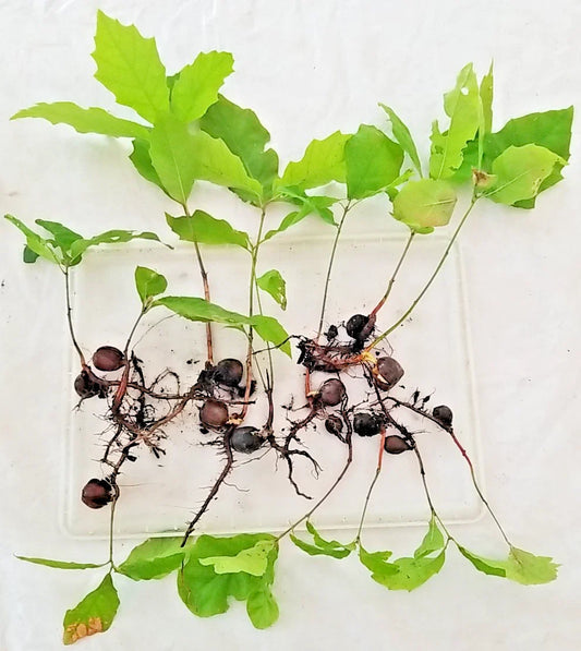 Oak Tree Sapling 6"-12" Assorted Variety with Acorn & Roots Intact (Quercus spp.) - New England