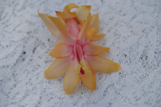 Christmas Cactus Starter Plant - Small Schlumbergera Truncata - Healthy Well-Rooted Plant for Home Decor or Gifting