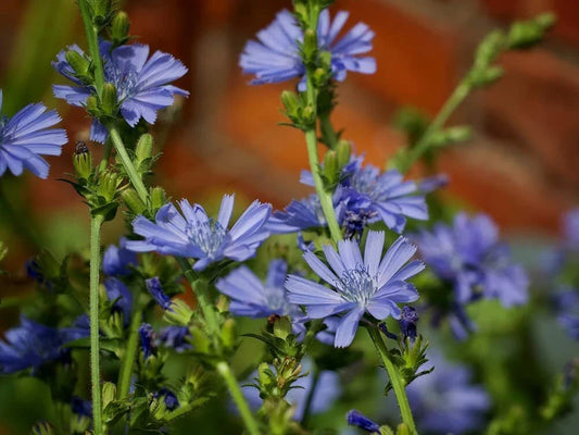 Chickroy Wildflower Seeds - 1,000 Pack - Native Flower Seeds for Planting - Ideal for Pollinator Gardens