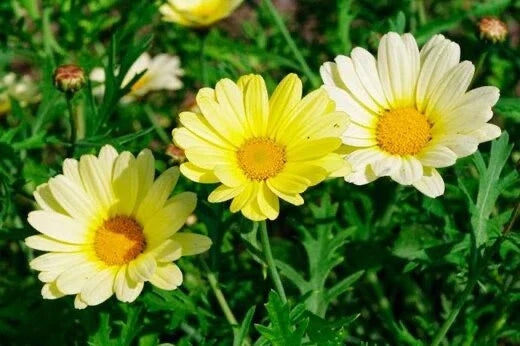 Painted Daisy Seeds Packet - Sunshine Yellow - 100 Count - Bellis perennis