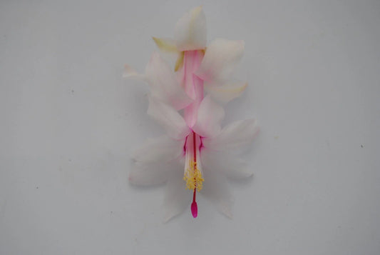 Christmas Cactus Starter Plant - White Modesto - Schlumbergera Truncata - Healthy Well-Rooted Small Plant for Easy Care