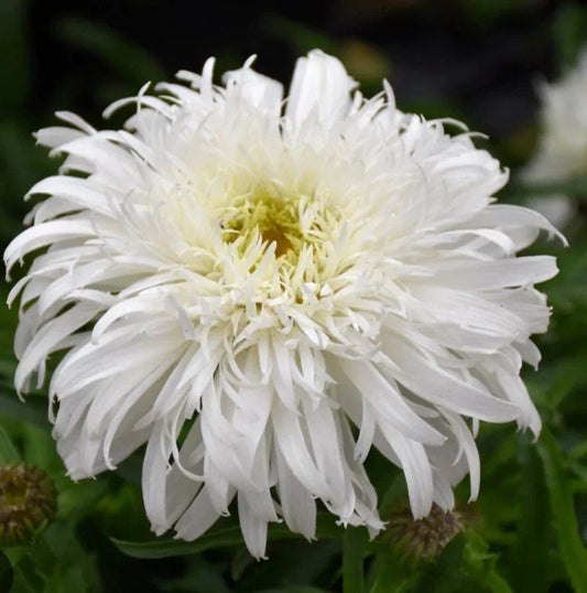 Daisy Marshmallow Plant - Perennial Flower - Malva sylvestris - Vibrant Blooms for Garden or Container