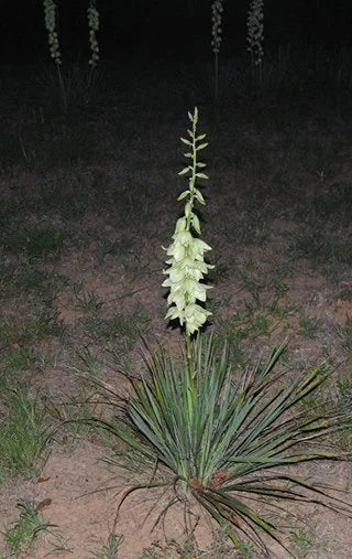 Yucca Bare Root Live Plant - Adams Needle Hardy Succulent - 1 Starter Plant (Yucca filamentosa) - 15 Inches Tall