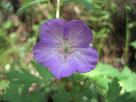 Wild Geranium Bare Root 15 Ct, Geranium maculatum, Native Flowering Plant for Gardens and Landscaping