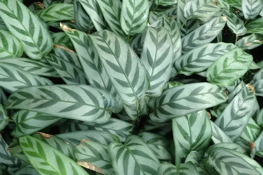 Leopard Calathea Seeds - 25+ Pack for Garden Planting - Calathea lancifolia - USA Grown - Free Shipping
