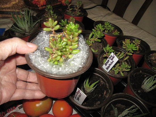 Sedum Rubrotinctum "Jelly Bean" Succulent Plant in 3x4” Pot - Rooted, Colorful Green and Red Foliage, California Grown