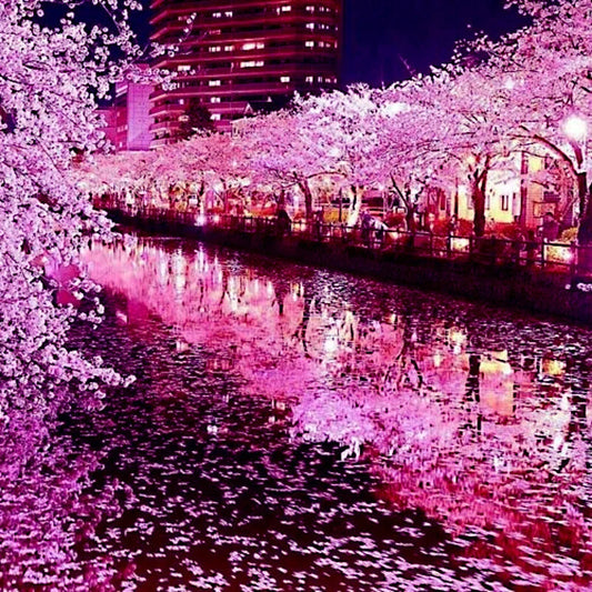 Japanese Sakura Cherry Blossom Tree Seeds - Prunus sargentii - Hardy Flower Plant for Garden and Landscaping