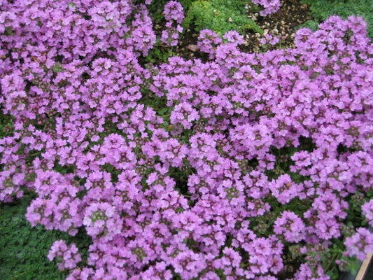 Creeping Thyme Seeds 500+ Purple Groundcover Perennial Herb Thymus serpyllum - USA Free Shipping