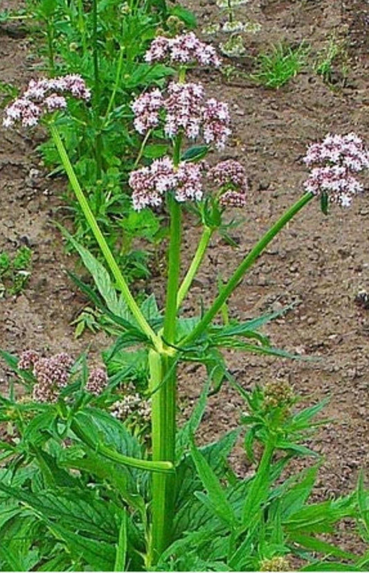 Valerian Seeds - 50 Heirloom Perennial Herb - Valeriana Officinalis - Hardy Garden Heliotrope Plant