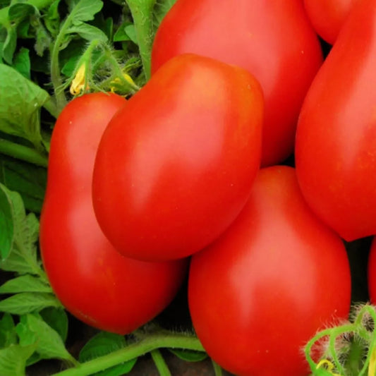 Roma VF Tomato Seeds | Non-GMO | Heirloom Vegetable Seeds | Lycopersicon esculentum