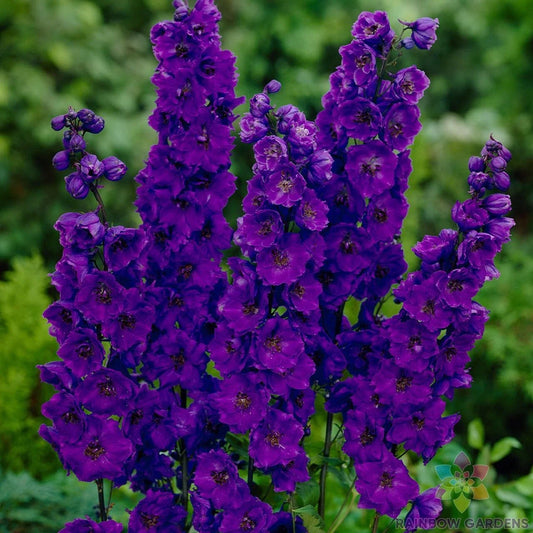 Pacific Giant Black Night Delphinium Seeds - 200+ Seeds for Garden - Delphinium elatum