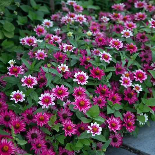 Profusion Cherry Bicolor Zinnia Seeds - 100+ Pack for Garden Planting - Zinnia elegans