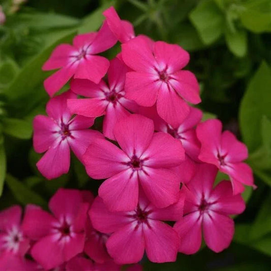 Gisele Hot Pink Phlox Seeds - 100+ Count - Perennial Flower Seeds for Garden Planting - Phlox paniculata