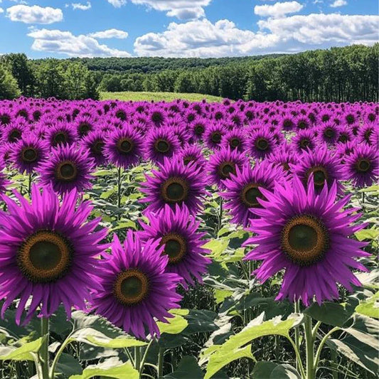50pcs 'Violet Glow' Purple Sunflower Seeds - Rare Garden Variety for Flower Beds - Helianthus annuus
