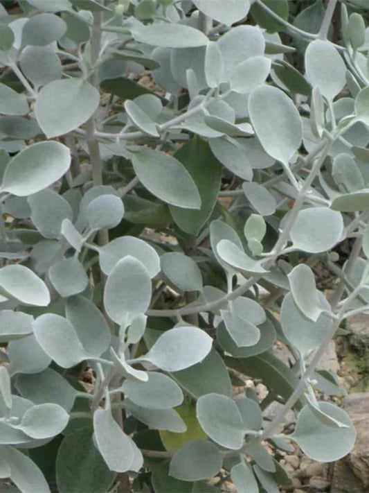 Kalanchoe Hildebrandtii Cutting - Silver Teaspoons Succulent 5" Bracteata - Indoor Plant, Low Maintenance, Decorative Greenery