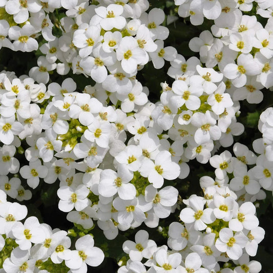 Rock Cress Seeds - 1000+ Non-GMO White Flower Perennial for Rock Gardens - Arabis caucasica