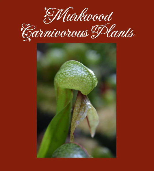 Large Cobra Lily Potted Plant - Darlingtonia californica - Live Carnivorous Pitcher Plant