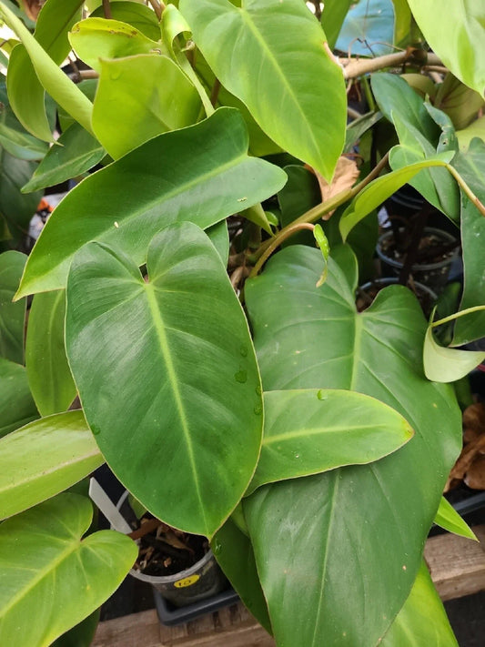 Philodendron Cutting 7-10 Inches Green Emerald Philodendron hederaceum