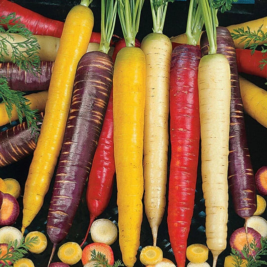 Rainbow Blend Carrot Seeds 300+ Count Non-GMO Vegetable Garden Mixture Daucus carota