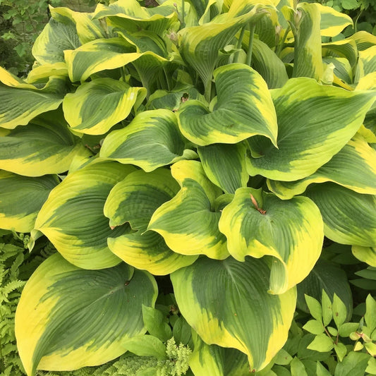 Hosta Atlantis Perennial Plant in 5.25" Pot | Bright Colorful Foliage | Ideal for Shade Gardens | Hosta sp.