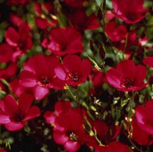 Scarlet Flax Seeds - 100 Fresh Seeds - Linum grandiflorum - Easy to Grow, Vibrant Red Flowers, Free Shipping