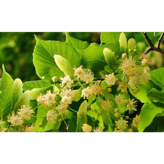 Littleleaf Linden Tree Bare Root - Tilia cordata, Hardy Shade Tree for Landscaping and Urban Spaces