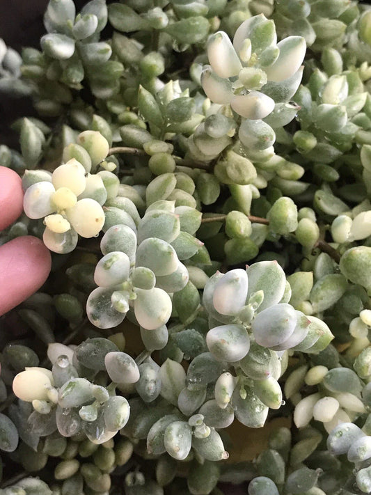 Rare Echeveria Cuttings 4” Cotyledon Pendens Variegata - Unique Succulent Plant for Home Decor or Gardening