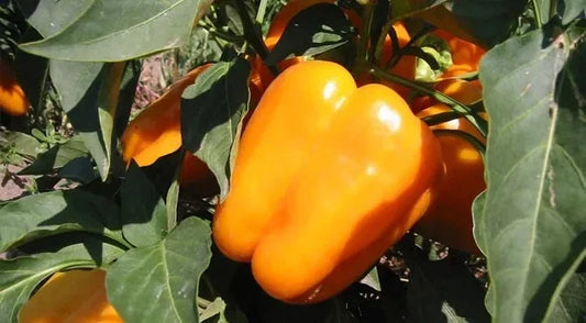 Orange King Bell Pepper Seeds - 10+ Heirloom Organic Non-GMO Sweet Seeds - Capsicum annuum
