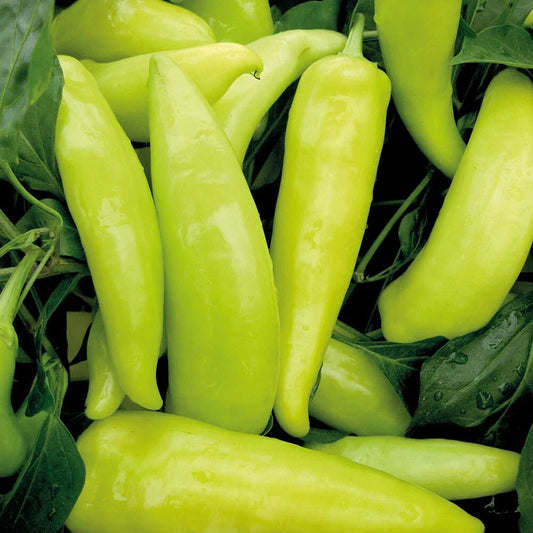 Hungarian Wax Sweet Pepper Seeds - 50+ Count - Yellow-Red Veggies - Capsicum annuum
