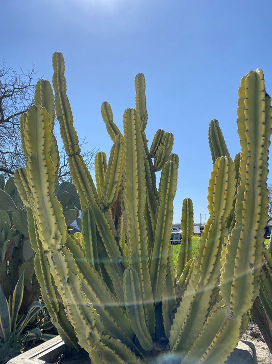 Cereus repandus Edible Cactus Cutting - Nearly 2 Ft Long, Tropical Green Variety, Perfect for Gardens and Indoor Decor