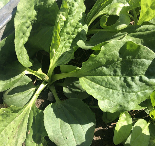 Plantago Major Broadleaf Plantain - 5 Bare Root Live Plants for Gardening