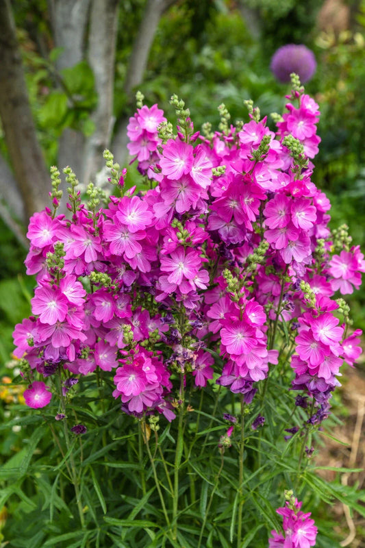 Pretty Pink Sidalcea Seeds, 150 Count, Miniature Hollyhock, Easy to Grow Perennial, Sidalcea malviflora