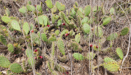 Coastal Prickly Pear Cactus Pad Cutting (1) - Opuntia Littoralis - Los Angeles CA Succulent Plant