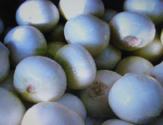 White Sweet Spanish Onion Seeds - 100 Seeds - Sweet Flavor - Allium cepa - Healthful Gardening