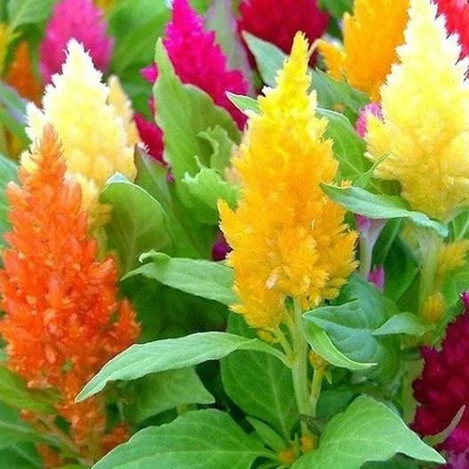 Celosia Mixed Pampas Plume Seeds - Cut & Dried Flowers - Non-GMO - 400 Seeds - Vibrant Colors for Gardens
