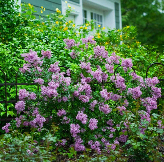 Live Old Fashion Lilac Plant – 16-24" Bare Root – Syringa vulgaris – Fragrant Purple Blooms