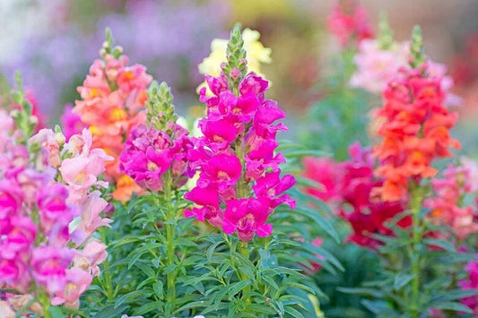 Snapdragon Seeds 100 Count Sonnet Mix Antirrhinum majus