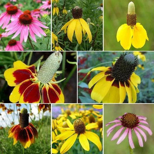 Coneflower Seed Mix - Landscaper's Pack - Echinacea Perennials - 1500+ Seeds - Conehead Variety
