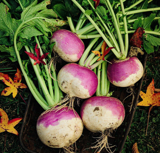 Turnip Seeds 600 Count Purple Top White Globe Brassica rapa Heirloom USA