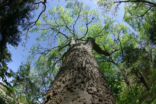 Sugar Hackberry Seeds, 20 Count, Celtis laevigata, Sugarberry, Drought-Tolerant Tree, Native Plant Seeds