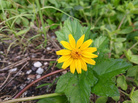 Rooted Wedelia Plant - Creeping Daisies - 2 Pack - Durable Ground Cover - Wedelia trilobata