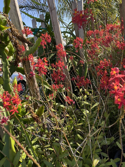Epidendrum Orchid Set of 3 Pieces with Roots Red Yellow Orange Purple 4-8 Inches Long