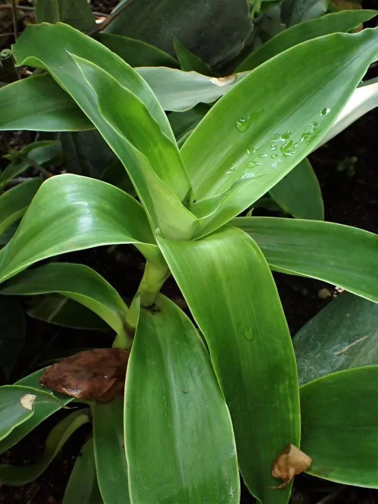 Basket Plant Cuttings (5) Green Fast-Growing Callisia Fragans Indoor Plant