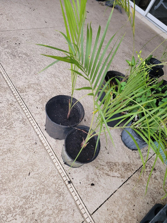Triangle Palm Trees - 2 Pack - Bare Root - Dypsis decaryi