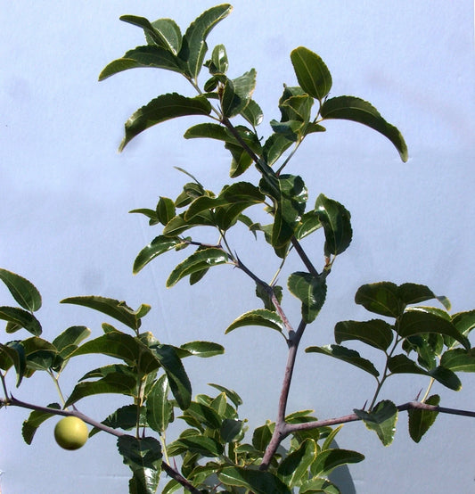 Sugar Cane Jujube Tree Cutting 8" Thin Graft Scion (No Root) - Ziziphus jujuba, Variety T606A