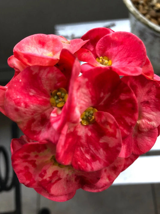 Thai Hybrid Crown of Thorns Cherries Jubilee Rooted Cutting - Euphorbia milli