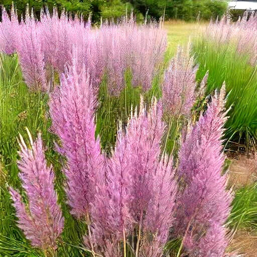 Purple Love Grass Seeds - 500 Count, Ornamental Flowering Grass (Eragrostis spectabilis) - USA Grown