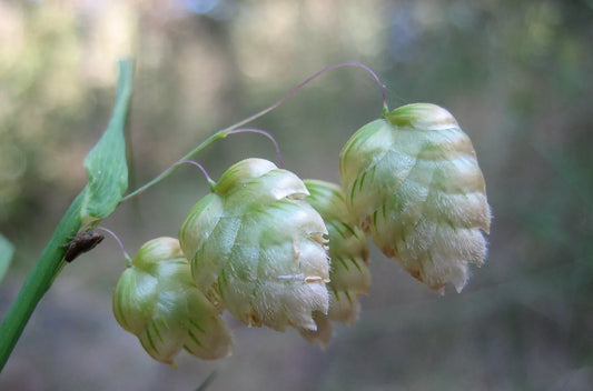 Quaking Grass Seeds | 200+ Ornamental Cutting Seeds | Brixa Maxima | Free Shipping