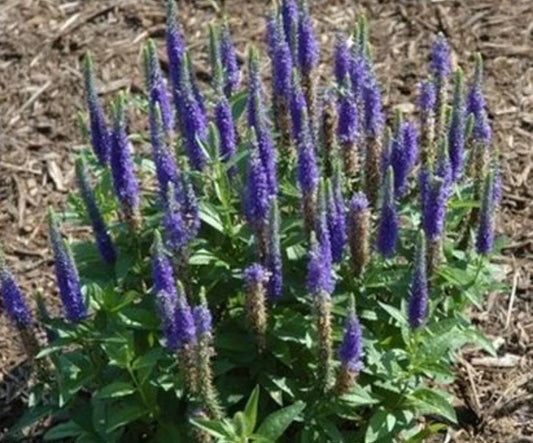 Veronica 'Royal Candles' - Speedwell Plant - Perennial Flowering Plant - Blue Blooms - Hardy Garden Plant